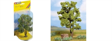 Noch 21660  Mehrstämmige Akazie 15 cm