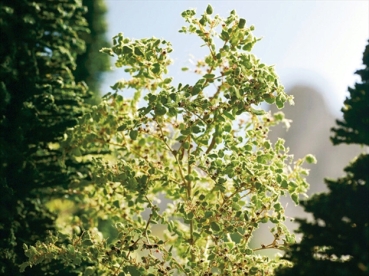 Noch 23100  Naturbäume