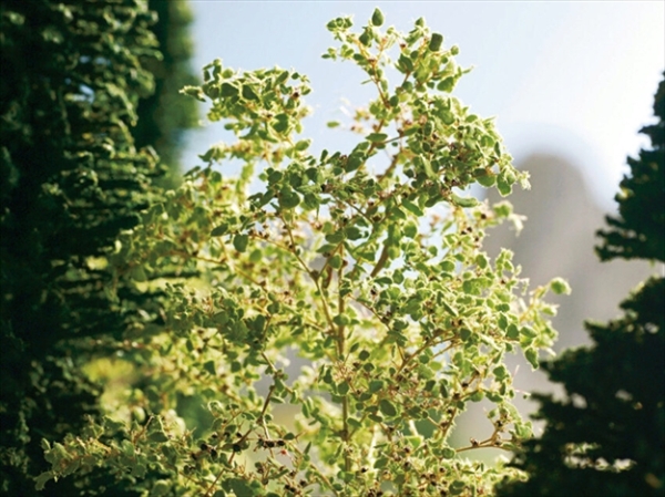 Noch 23100  Naturbäume