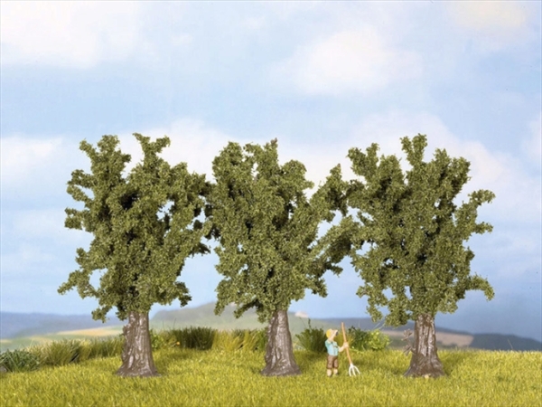 Noch 25150  Bergahorn