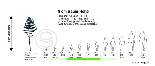 Noch 25150  Bergahorn